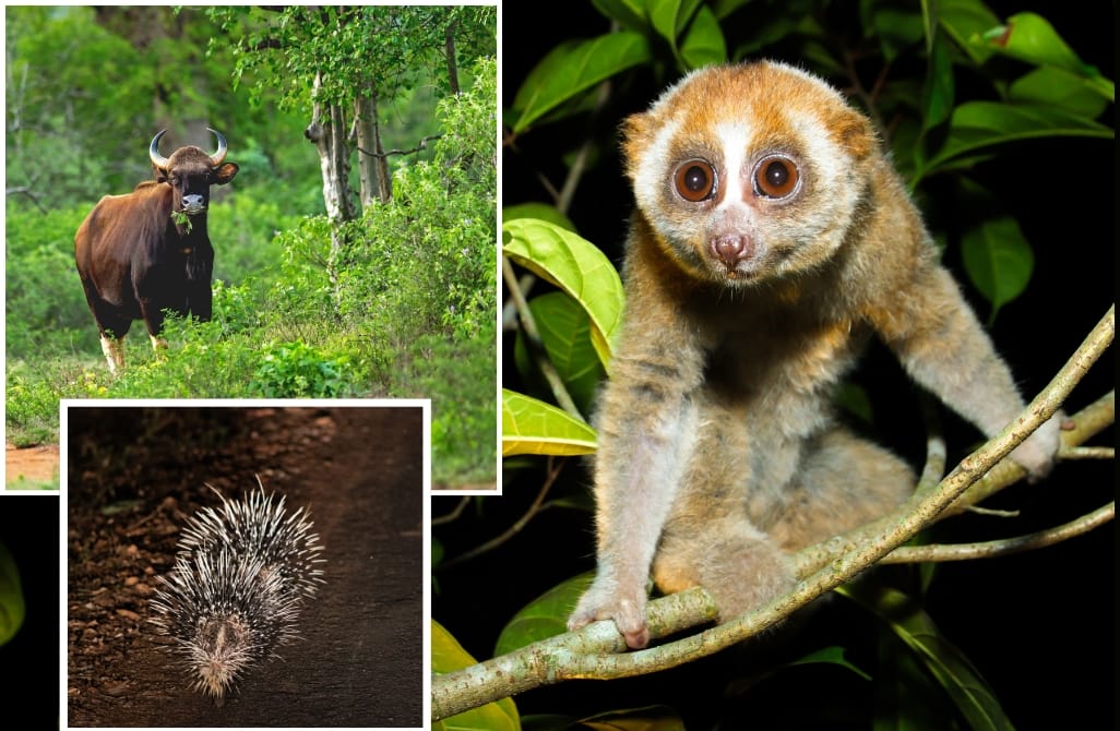 loris